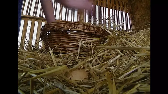 Outdoor Sucking and Riding on Giant Cocks with Sexy Babes