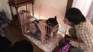 Hot girl gets a double penetration after sucking two long hard cocks