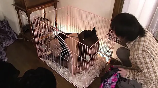 Hot girl gets a double penetration after sucking two long hard cocks